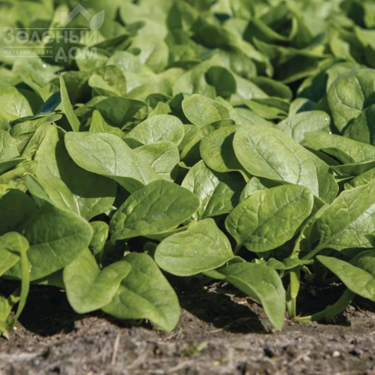 Кросстрек F1 / Krosstrek F1 фото 2