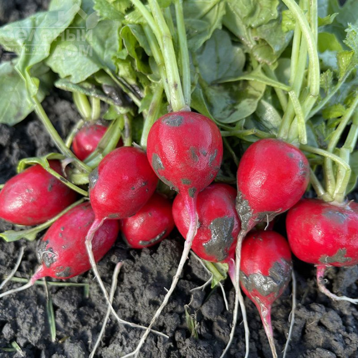 Цесар F1 / Cesar F1 фото 1