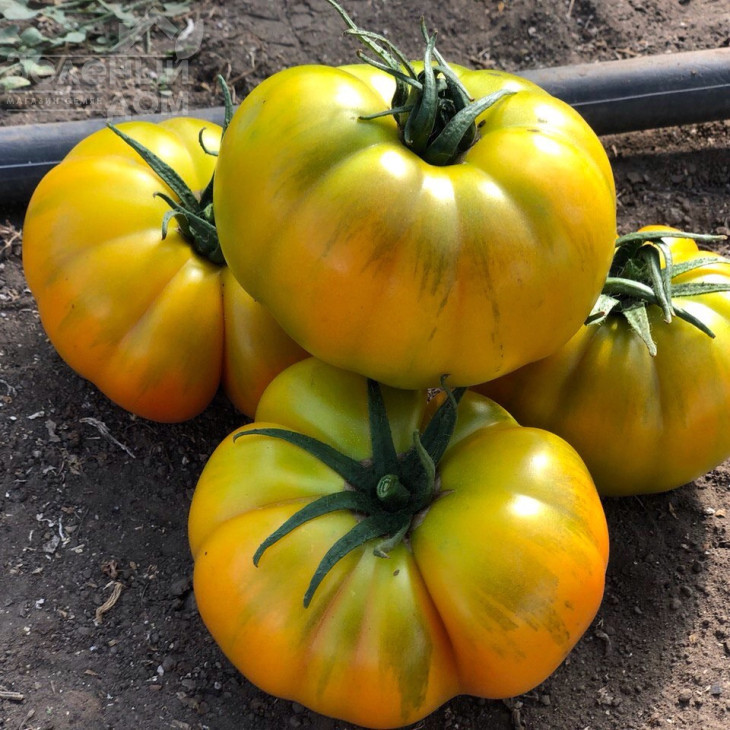 Єллоу Кой F1 / Yellow Coy F1,100-110 днів фото 1