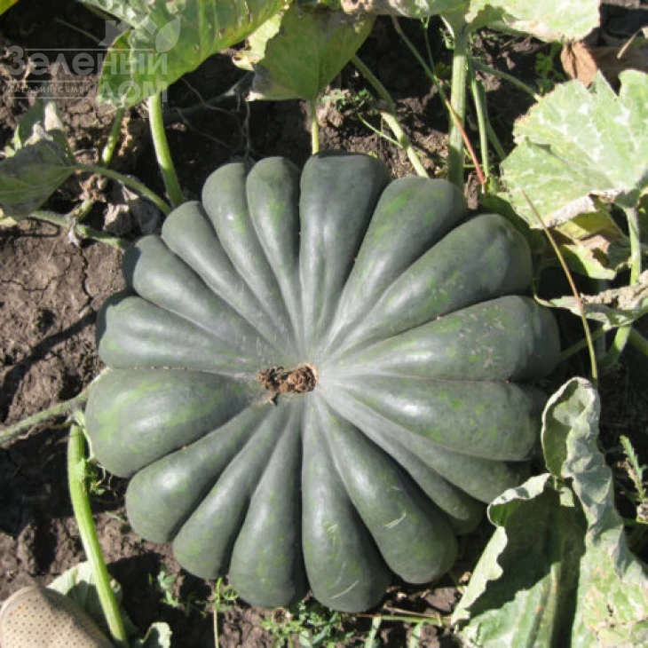 Вест / West фото 3