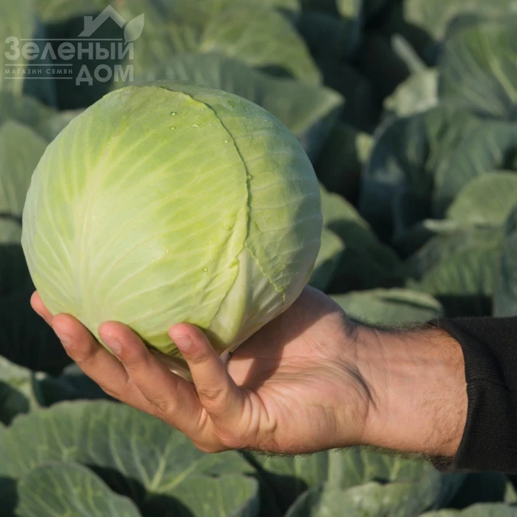 Калуга F1 / Kaluga F1,130 дней фото 1