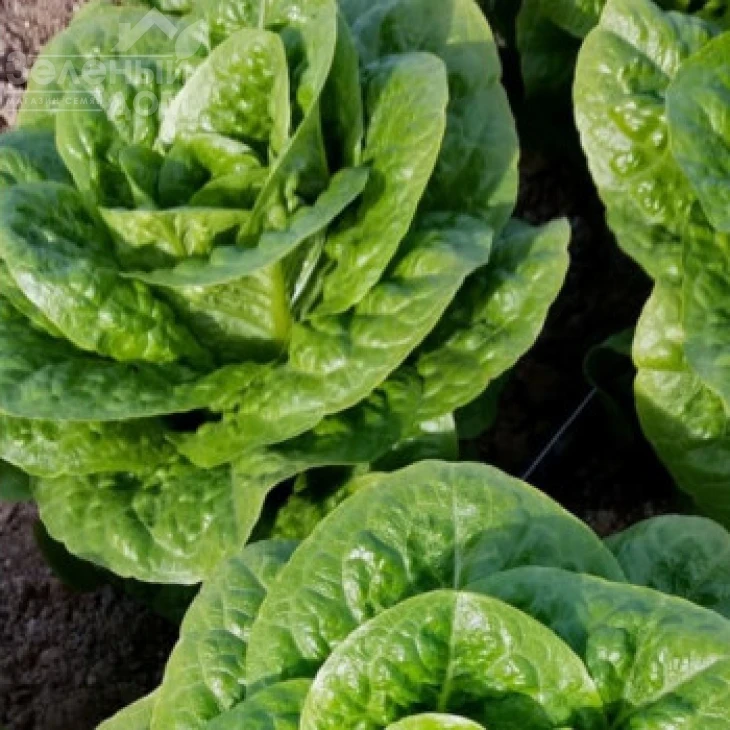 Типикал / Typical  фото 2