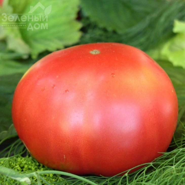 Малиновый гигант / Malinovyy gigant, 110 дней фото 1