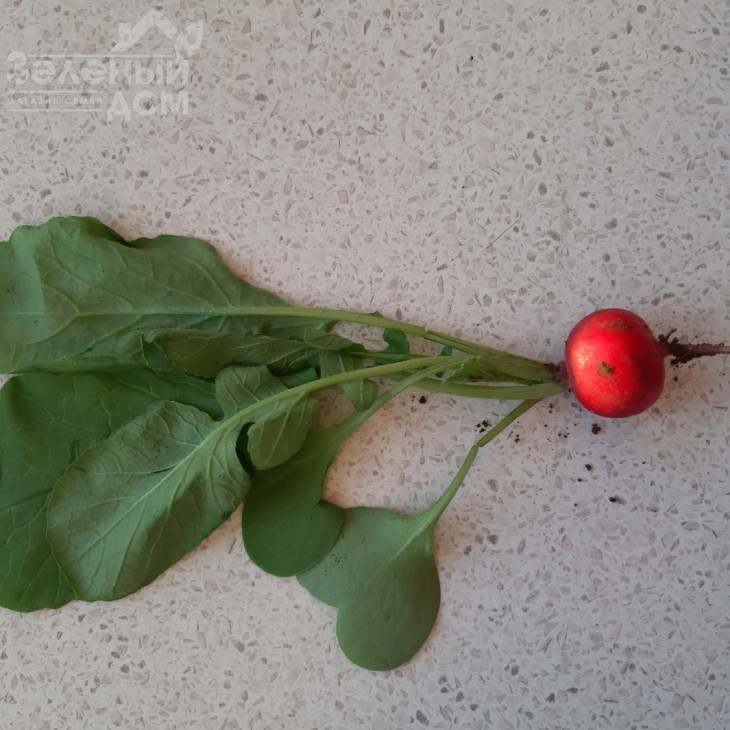 Прада F1 / Prada F1, 25-35 днів фото 4