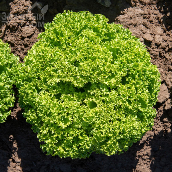 Бріетта / Brietta фото 1