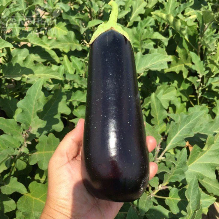 Октавия F1 / Oktaviya F1,65 дней фото 3