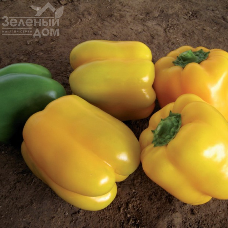 Соланор F1 / Solanor F1,70 днів фото 2