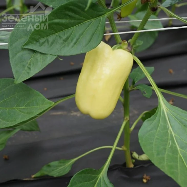 Мадонна F1 / Madonna F1,60-65 дней фото 5