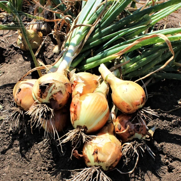 Братко F1 / Bratko F1,115-120 дней фото 3