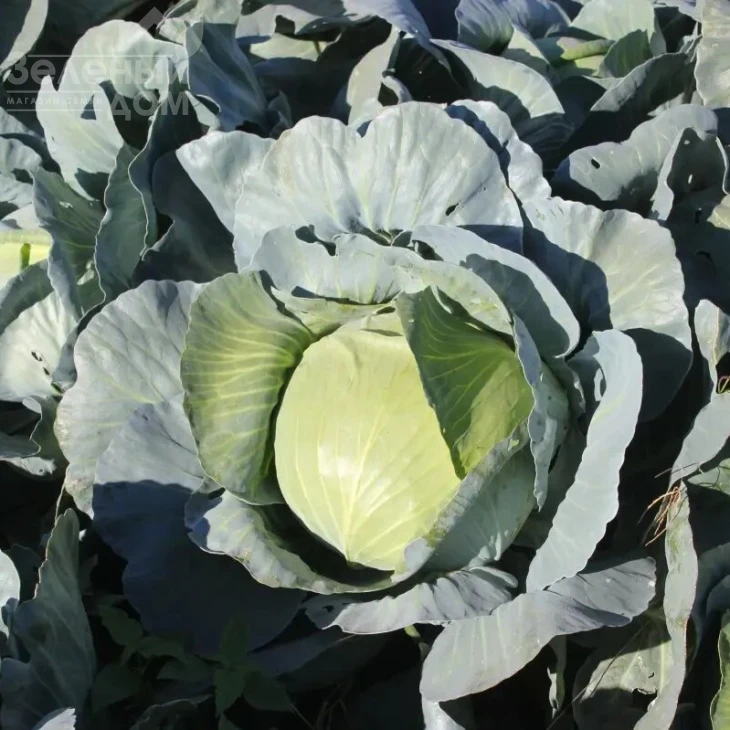 Сапфир F1 NWB / Sapfir F1 NWB,110 дней фото 1