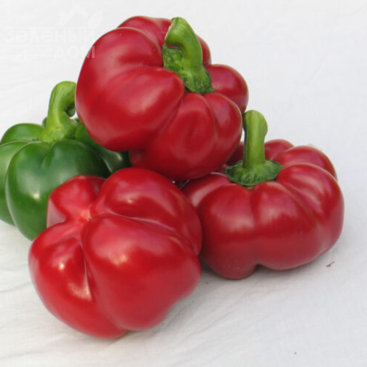 Біхар F1 / Bihar F1,75 днів фото 1