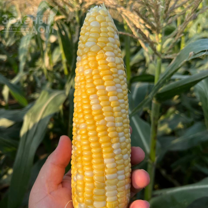 Розі F1 / Rozi F1, 73-74 дні фото 3