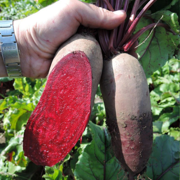 Каркулка / Karkulka,120-130 днів фото 1