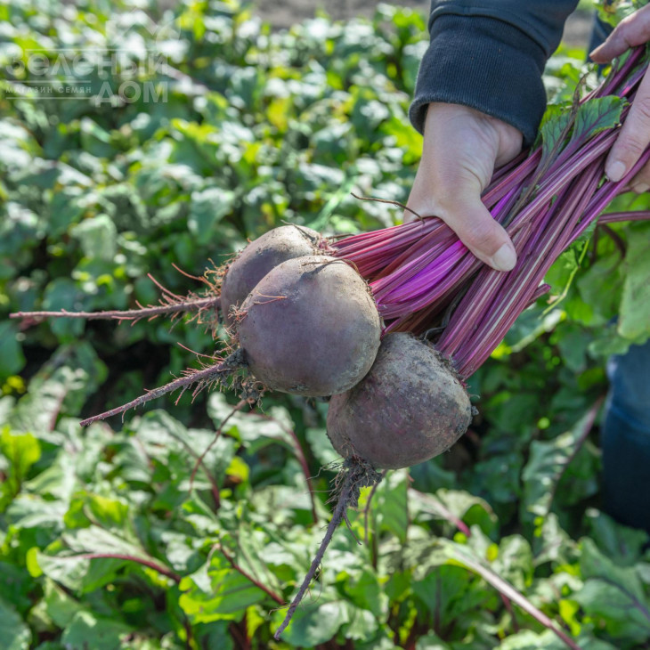 Беттолло F1 / Bettollo F1,115 днів фото 1