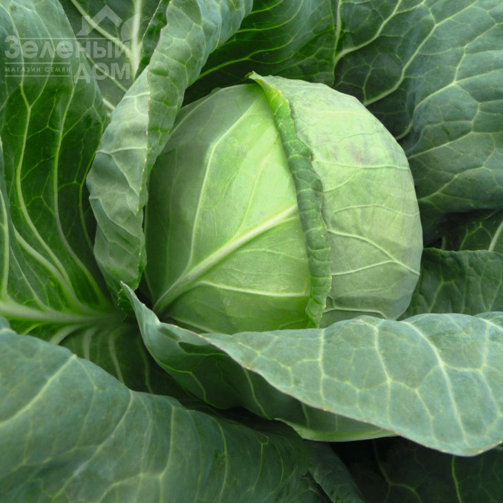 Тіара F1 / Tiara F1,54 дні фото 1