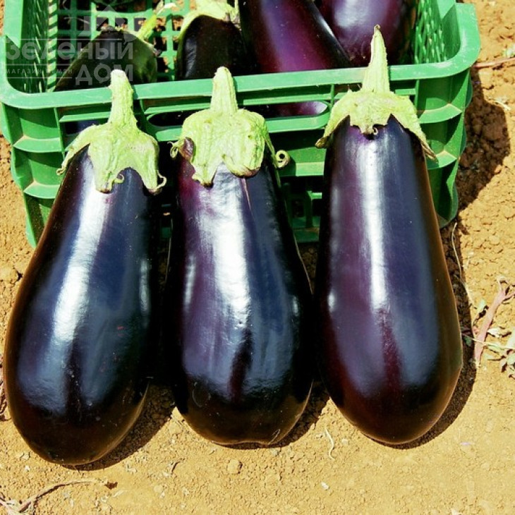 Классік F1 / Classic F1,70-75 днів фото 2