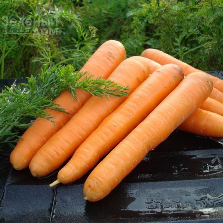 Маестро F1 / Maestro F1,120-130 днів фото 1