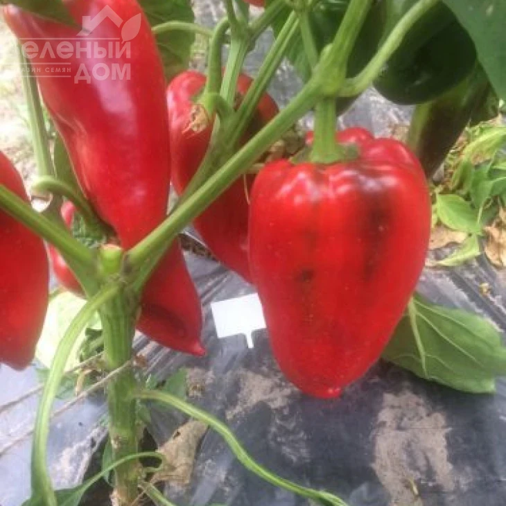 Слон F1 / Elephant F1,60 дней фото 1