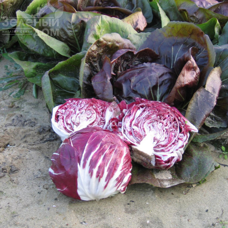 ІндІго / Indigo,68 днів фото 1