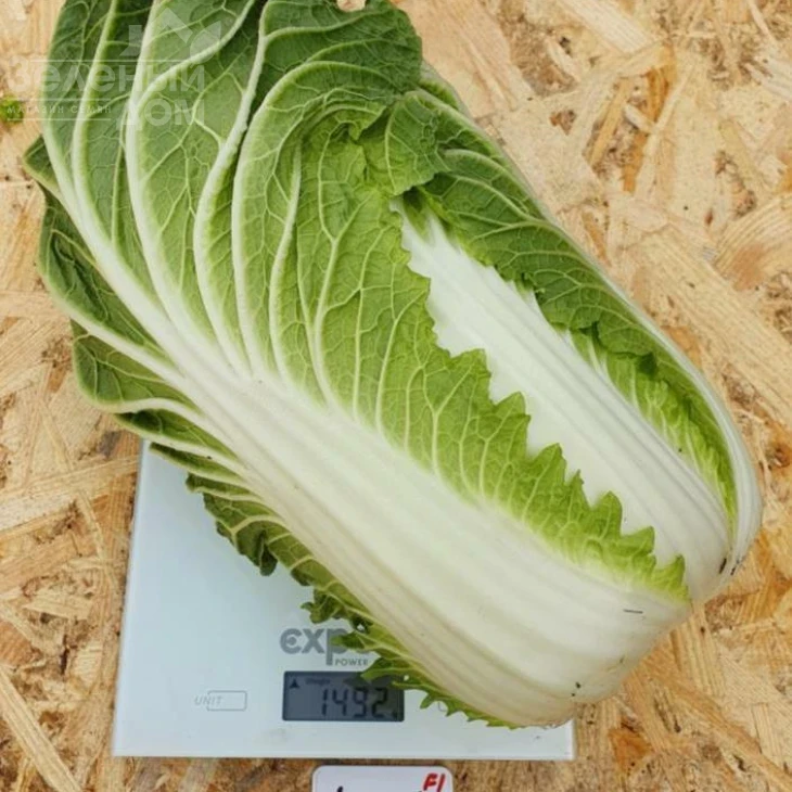 Натсуки F1 / Natsuki F1, 55-60 дней фото 1