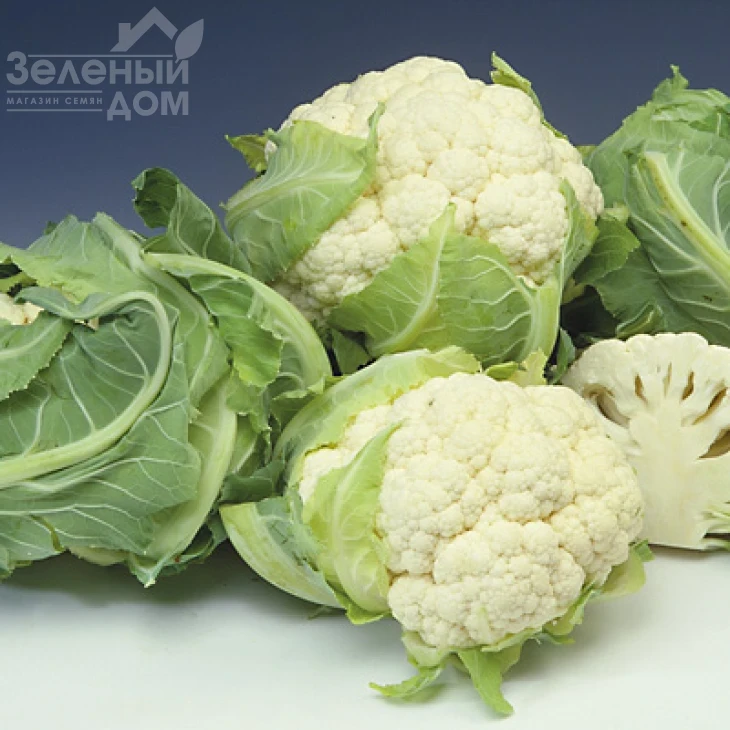 Америго F1 / Amerigo F1,80-85 дней фото 3