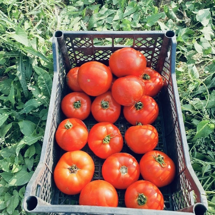 Климон F1 / Klimon F1, 67-72 дней фото 8