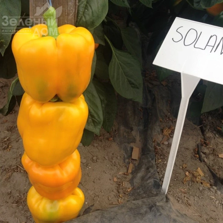 Соланор F1 / Solanor F1,70 дней фото 3