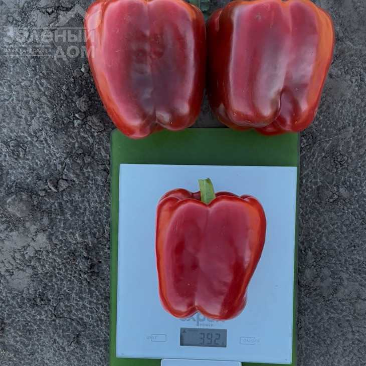 Брабус F1 (PBRS 20336) / Brabus F1, 67-75 днів фото 2