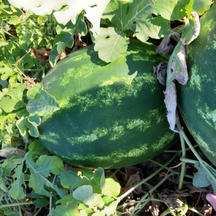 Ланкастер F1 / Lancaster F1, 63-67 дней фото 3