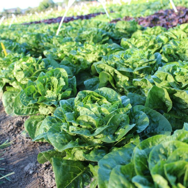 Ксамена / Xamena фото 1