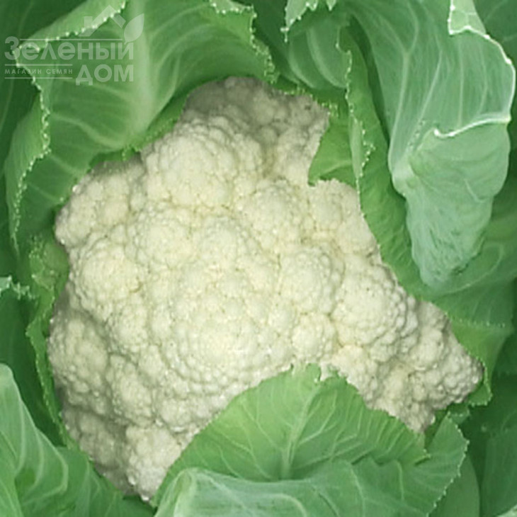 Дельта / Delta фото 1