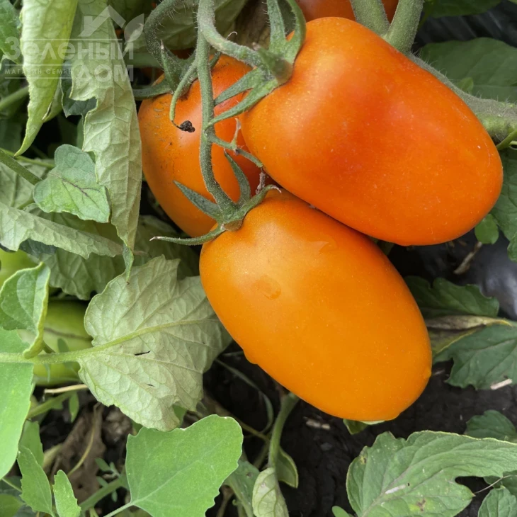 Оранж Плам F1 / Orange Plam,100 дней фото 7