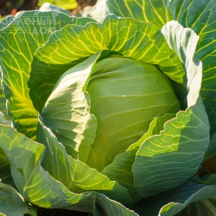 Лотто F1 / Lotto F1, 95-110 дней фото 3