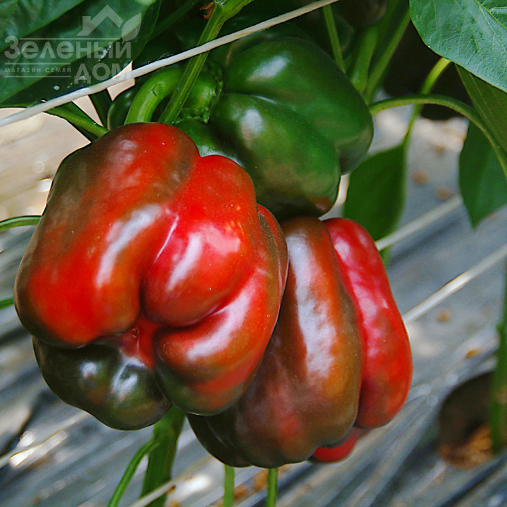 Крузадер F1 / Cruzader F1,65 днів фото 2