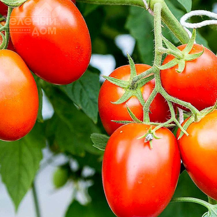 Подіум F1 / Podium F1,80-90 днів фото 1