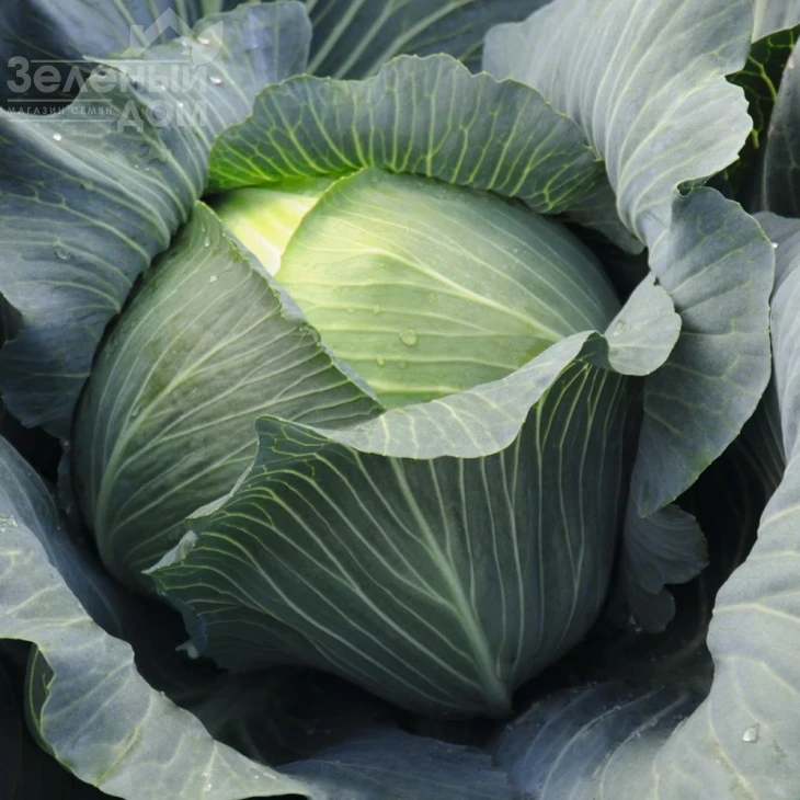 Леопольд F1 / Leopold F1,87 дней фото 1