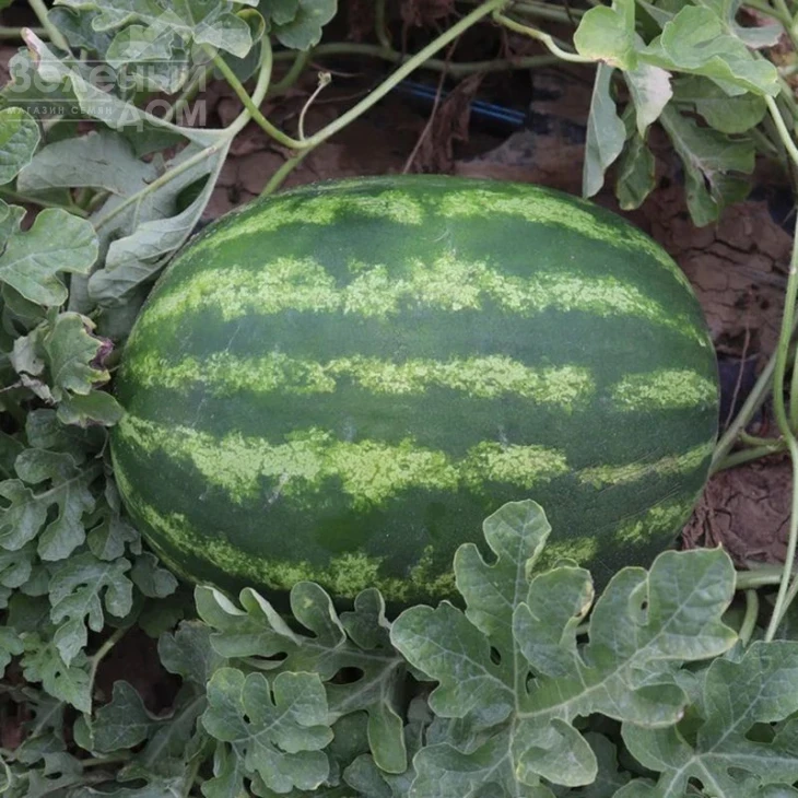 Бомбер F1 / Bomber F1 фото 1