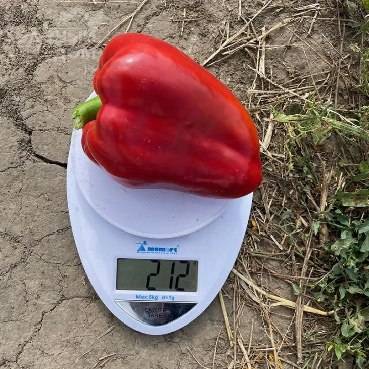 Кора F1 / Kora F1,60-65 дней фото 1