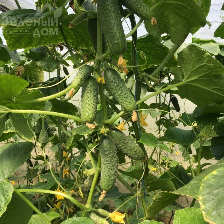 Туми F1 / Tumi F1,38-40 дней фото 2