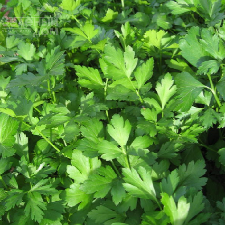 Фестиваль / Festival фото 1