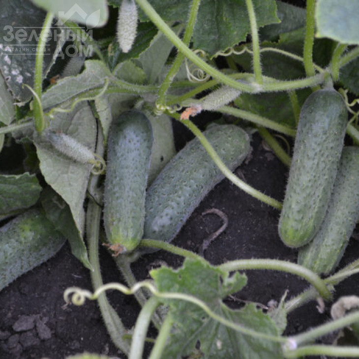 Убеда F1 / Ubeda F1,45-48 днів фото 3