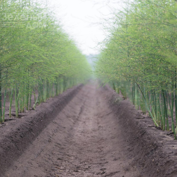 Кумулюс F1 / Cumulus F1 фото 2