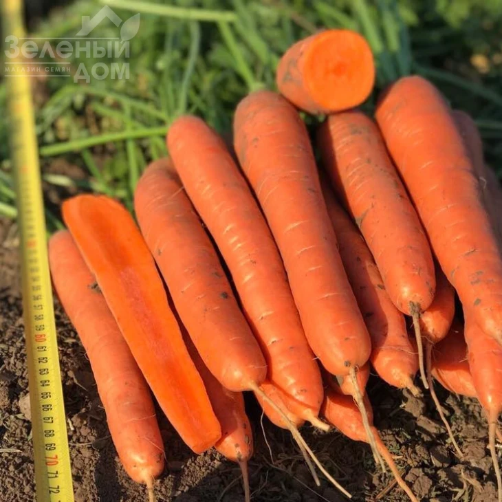 Олимпо F1 / Olimpo F1,115-25 дней фото 3