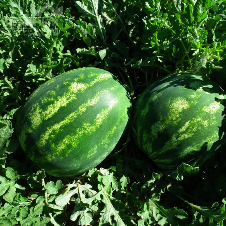 Целін F1 / Celin F1,60 днів фото 2