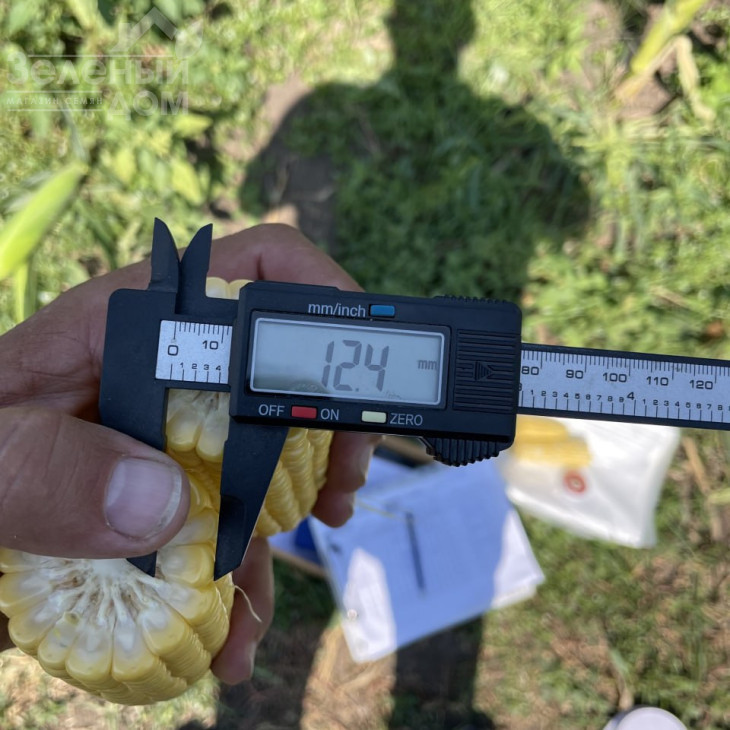 Апачі F1 / Apachi F1, 62-65 днів фото 4