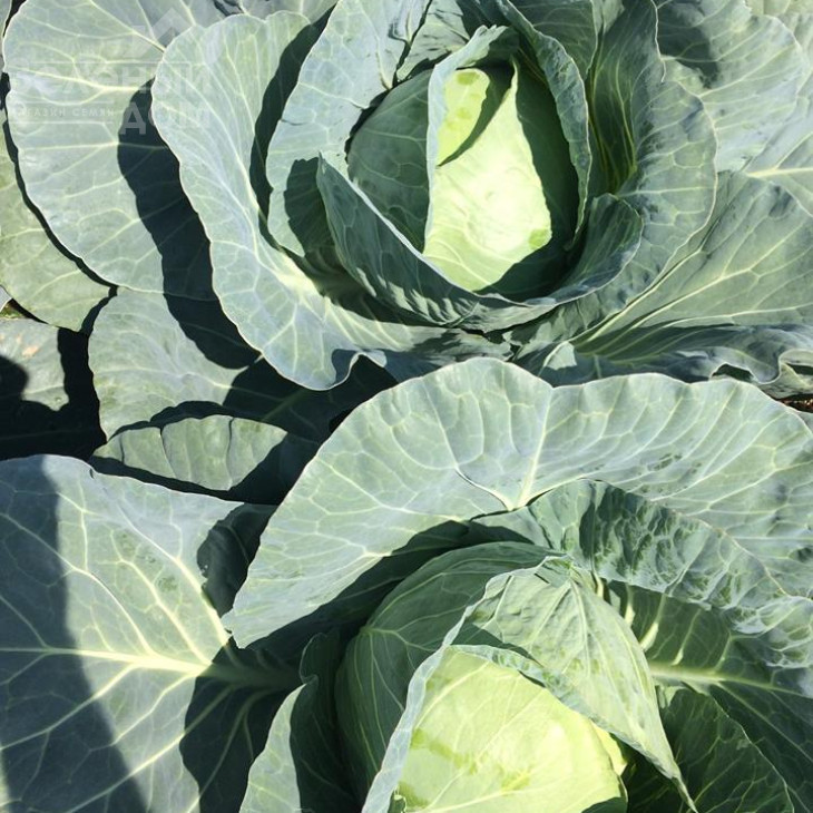 Компас F1 (Глоуб Мастер F1) / Compass F1 (Globe Master F1),80-85 днів фото 1