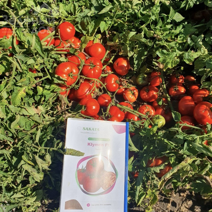 Клімон F1 / Klimon F1, 67-72 днів фото 3