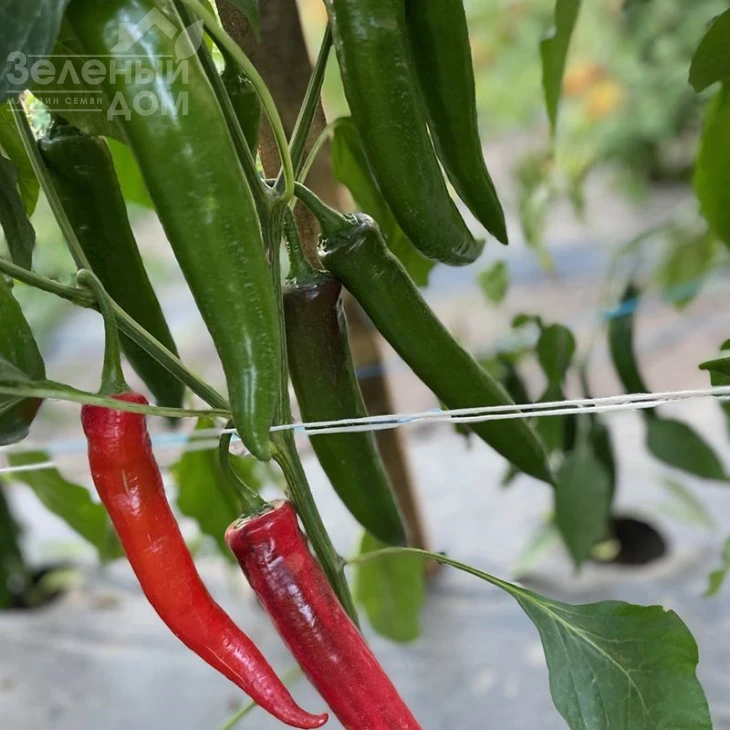 Тойо F1 / Toyo F1, 55 дней фото 2