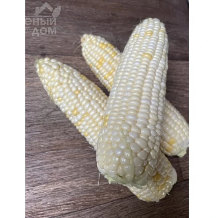 Айрон F1 / Ayron F1, 74 дня фото 1