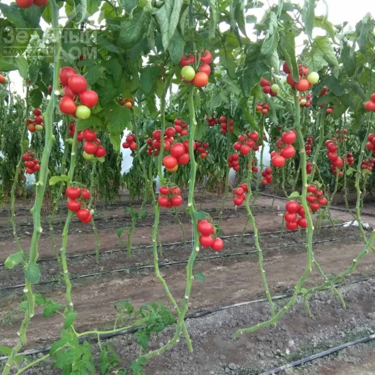 Маско F1 / Masco F1,75 дней фото 3